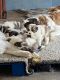 St. Bernard Puppies for sale in Southern California, CA, USA. price: $400