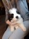 St. Bernard Puppies for sale in Akron, OH, USA. price: $700
