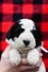 St. Bernard Puppies for sale in Battle Ground, WA, USA. price: $1,000
