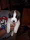 St. Bernard Puppies for sale in King City, CA, USA. price: $1,000