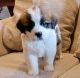 St. Bernard Puppies for sale in Orlando, FL, USA. price: $700