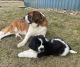 St. Bernard Puppies for sale in West Lafayette, OH 43845, USA. price: $700