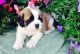 St. Bernard Puppies for sale in Florida's Turnpike, Orlando, FL, USA. price: $700