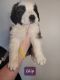 St. Bernard Puppies for sale in 530 North St, Chesterfield, IN 46017, USA. price: $800