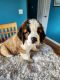 St. Bernard Puppies for sale in East Hampton, CT, USA. price: NA