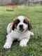 St. Bernard Puppies for sale in Chipley, FL 32428, USA. price: NA