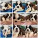St. Bernard Puppies for sale in Missoula, MT, USA. price: $1,200