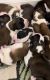 St. Bernard Puppies for sale in Valdosta, GA, USA. price: $600