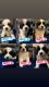 St. Bernard Puppies for sale in Bakersfield, CA, USA. price: $700