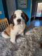 St. Bernard Puppies for sale in East Hampton, CT, USA. price: $1,300