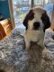 St. Bernard Puppies for sale in East Hampton, CT, USA. price: $1,500