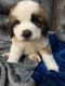 St. Bernard Puppies for sale in Bakersfield, CA, USA. price: NA