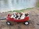 St. Bernard Puppies for sale in St John, KS 67576, USA. price: $900