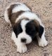 St. Bernard Puppies for sale in Houston, TX, USA. price: $500