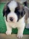 St. Bernard Puppies for sale in Tehachapi, CA 93561, USA. price: NA
