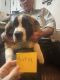 St. Bernard Puppies for sale in Lexington, AL 35648, USA. price: $750