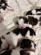 St. Bernard Puppies for sale in Sioux City, IA, USA. price: NA