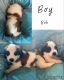 St. Bernard Puppies for sale in Graham, WA 98338, USA. price: NA