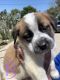 St. Bernard Puppies for sale in Riverside, CA 92505, USA. price: NA