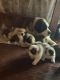St. Bernard Puppies for sale in Dallas, TX, USA. price: $800