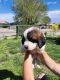 St. Bernard Puppies for sale in Roswell, NM, USA. price: $500