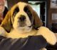 St. Bernard Puppies for sale in Trevor, WI 53179, USA. price: NA