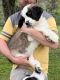 St. Bernard Puppies for sale in Elkins, WV 26241, USA. price: $1,100