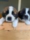 St. Bernard Puppies for sale in Colville, WA 99114, USA. price: NA