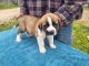 St. Bernard Puppies for sale in Hudson, KY 40145, USA. price: NA