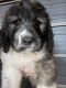 St. Bernard Puppies for sale in Olympia, WA 98502, USA. price: $1,500