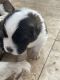 St. Bernard Puppies for sale in Peoria, AZ, USA. price: NA