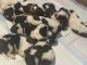 St. Bernard Puppies for sale in Juniper Hills, CA 93543, USA. price: $650
