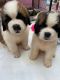 St. Bernard Puppies for sale in Waunakee, WI 53597, USA. price: NA