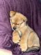 St. Bernard Puppies for sale in Everett, WA, USA. price: NA