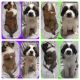 St. Bernard Puppies for sale in Bradford, PA 16701, USA. price: $750