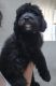 St. Bernard Puppies for sale in Rockton, IL 61072, USA. price: $500