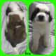 St. Bernard Puppies for sale in Bradford, PA 16701, USA. price: NA
