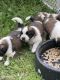 St. Bernard Puppies for sale in Little Falls, MN 56345, USA. price: NA