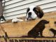 St. Bernard Puppies for sale in Harrison, MI 48625, USA. price: $1,200