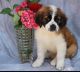 St. Bernard Puppies for sale in San Leandro, CA, USA. price: $700