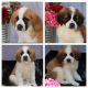 St. Bernard Puppies for sale in San Leandro, CA, USA. price: NA