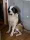 St. Bernard Puppies for sale in Leslie, AR 72645, USA. price: NA