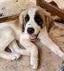 St. Bernard Puppies for sale in Conway, AR, USA. price: $150