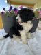 St. Bernard Puppies for sale in Jefferson, OH 44047, USA. price: $1,000