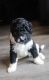 St. Bernard Puppies for sale in Covington, LA, USA. price: NA
