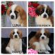 St. Bernard Puppies for sale in San Leandro, CA, USA. price: NA