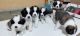 St. Bernard Puppies for sale in Los Angeles, CA, USA. price: $490