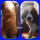 St. Bernard Puppies for sale in Bradford, PA 16701, USA. price: NA
