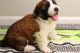 St. Bernard Puppies for sale in 6925 Sugar Maple Creek, Plano, TX 75023, USA. price: NA