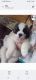 St. Bernard Puppies for sale in Akron, OH, USA. price: NA